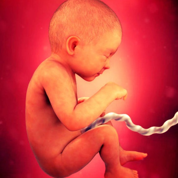 Фото плода на 33 неделе беременности