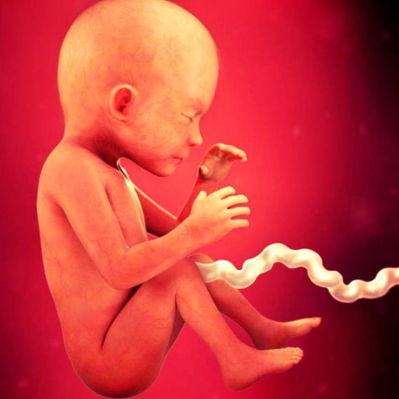 Фото плода на 23 неделе беременности