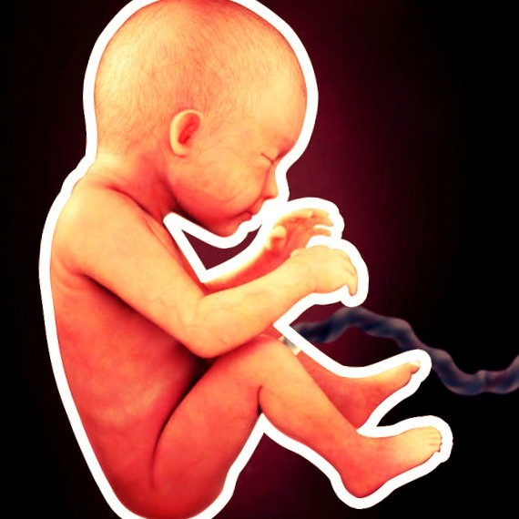 Фото плода на 29 неделе беременности