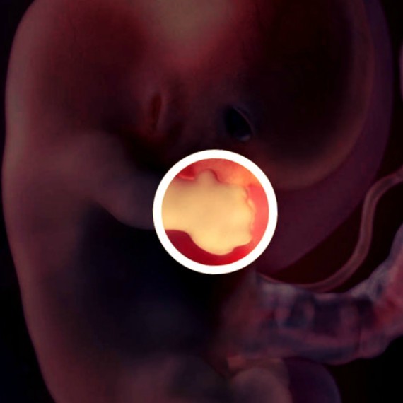 Фото. Плод на 8 неделе беременности