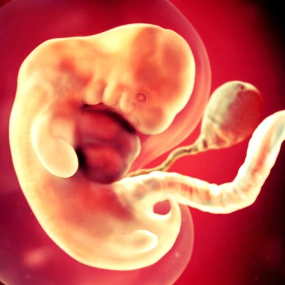 Фото. Плод на 7 неделе беременности