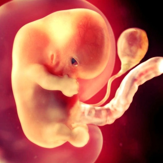 Фото. Плод на 8 неделе беременности