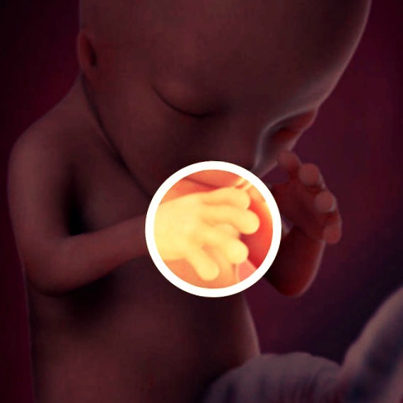 Фото. Плод на 12 неделе беременности