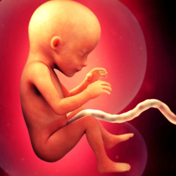 Фото плода на 17 неделе беременности