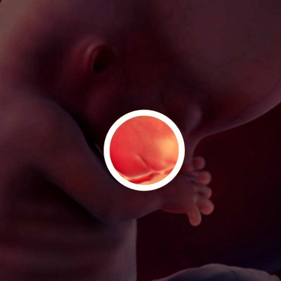 Фото. Плод на 11 неделе беременности