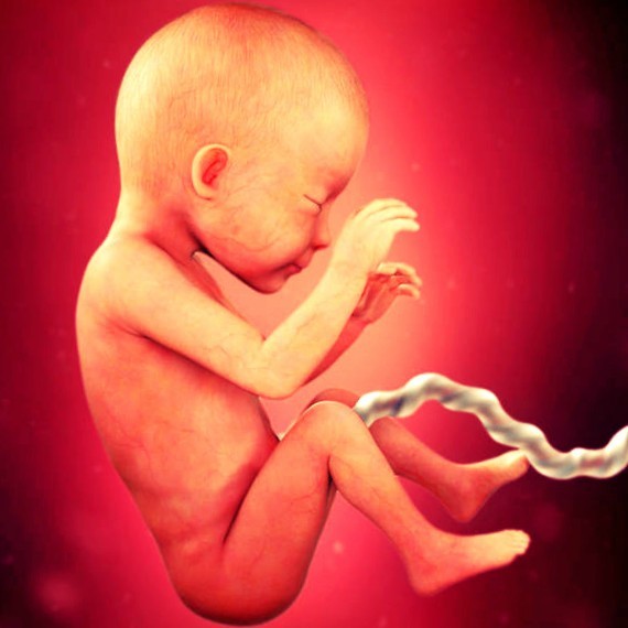 Фото плода на 26 неделе беременности